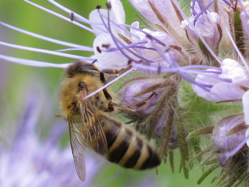 En närbild på ett bi som hänger på en blå blomma, foto.