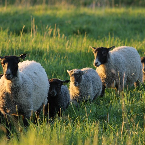 Två får med två lamm går på en grön vall, foto.