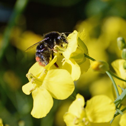 En närbild på ett bi på en gul blomma, foto.