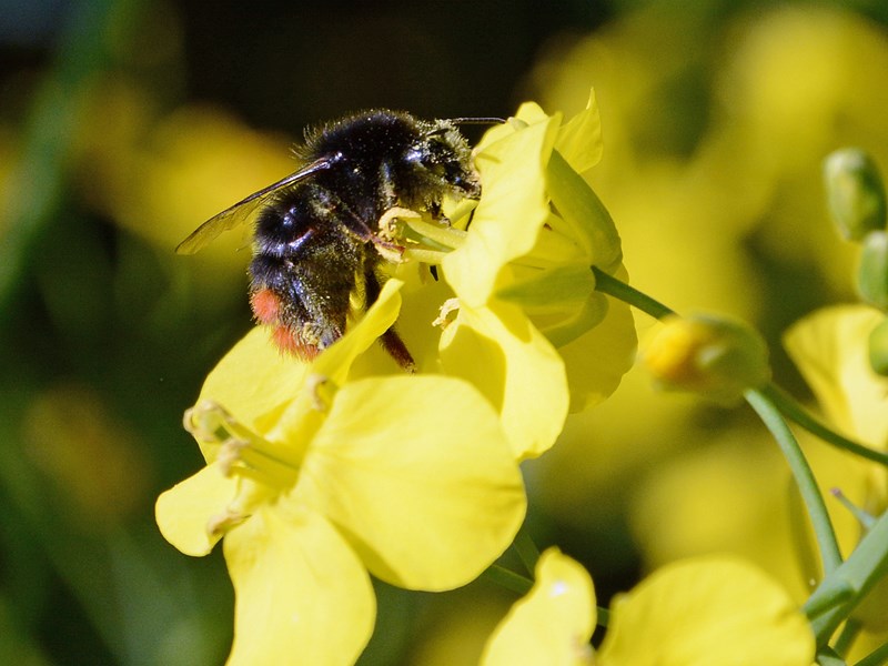 En närbild på ett bi på en gul blomma, foto.