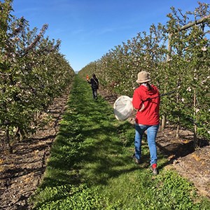 Person walking in apple  orchard