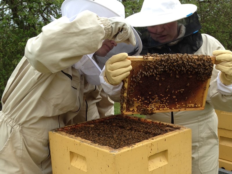 Två personer i skyddsutrustning inspekterar en bikupa