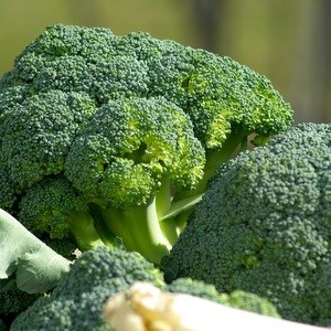 Broccoli. Foto.