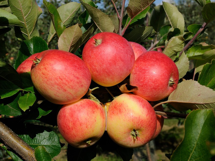 Äpple. Foto.