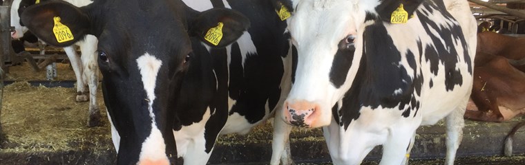 Black and white cows in stable.