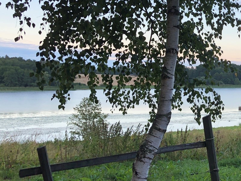 Sjö med björk i förgrunden och  fonden skog och jordbruksmark. Foto.
