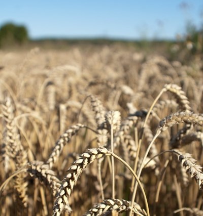 A field of wheat. Photo.