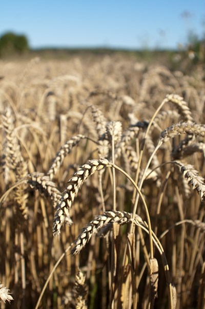 A field of wheat. Photo.