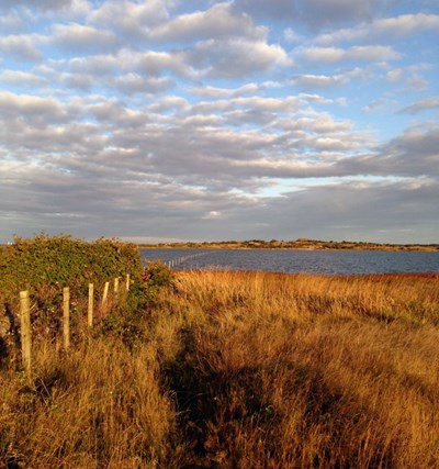 Ett staket som går från gräsmark ut i havet i skärgården. Foto.