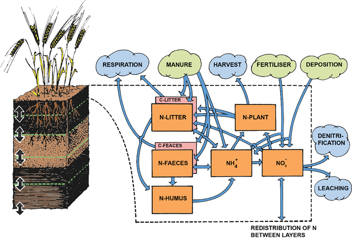 Processer i SOILN-modellen. Illustration.