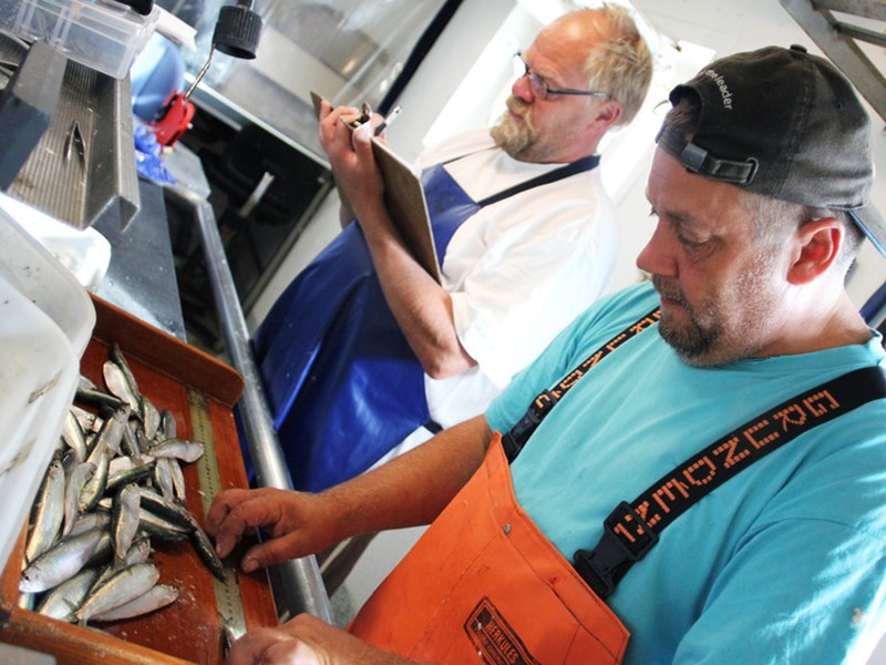 Two people from SLU measure the length of caught fish, on the vessel Svea.
