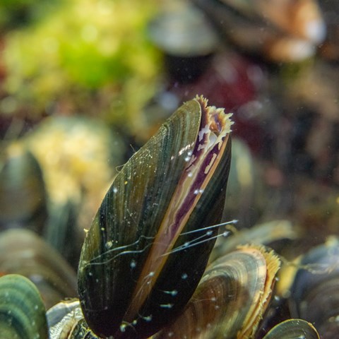 Blue mussel, Mytilus edulis, is one of the most common and most important animals in the Baltic Sea. Photo: SLU