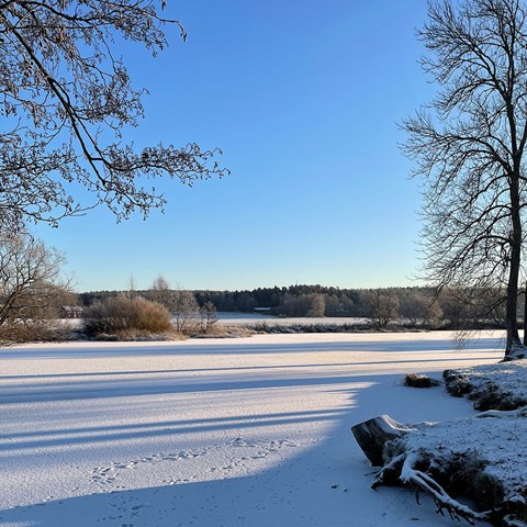 Snöbelagd sjö och blå himmel, med skog i horisonten.