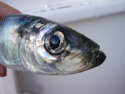 A caught herring is looking at you.