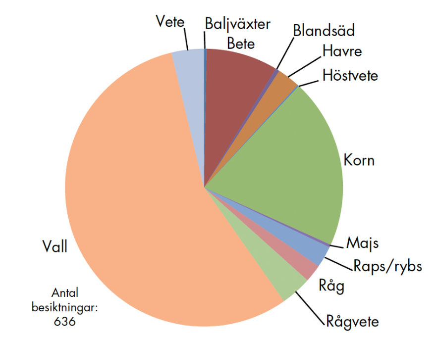 Cirkeldiagram grödoskador vitkindad gås