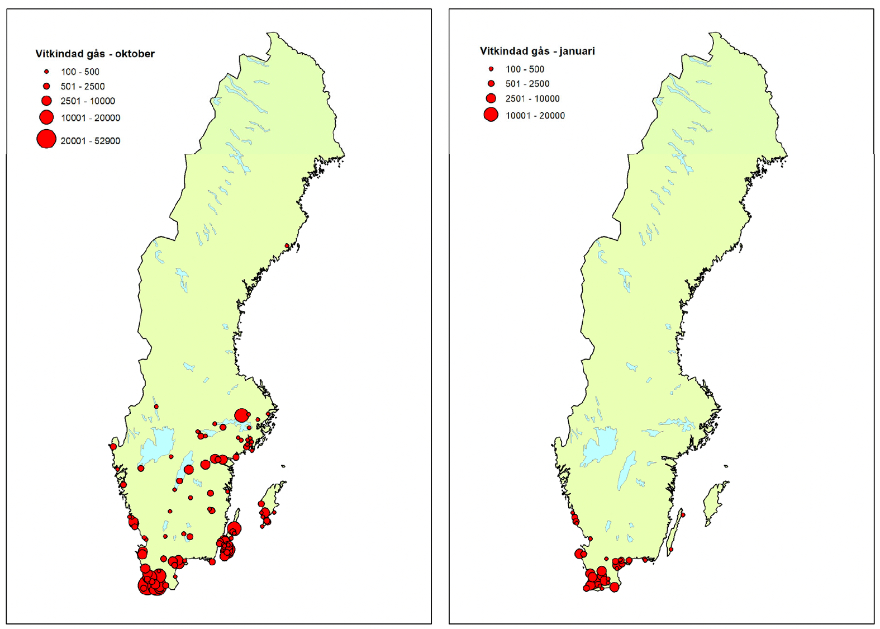 Vitkindad-gas-utbredning-2019–2020-880px.jpg