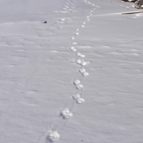 Lodjurslöpa i snö