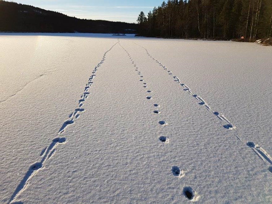 Vargspår på is. Foto: Erling Maartman