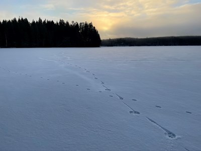 Vargspår över snötäckt is