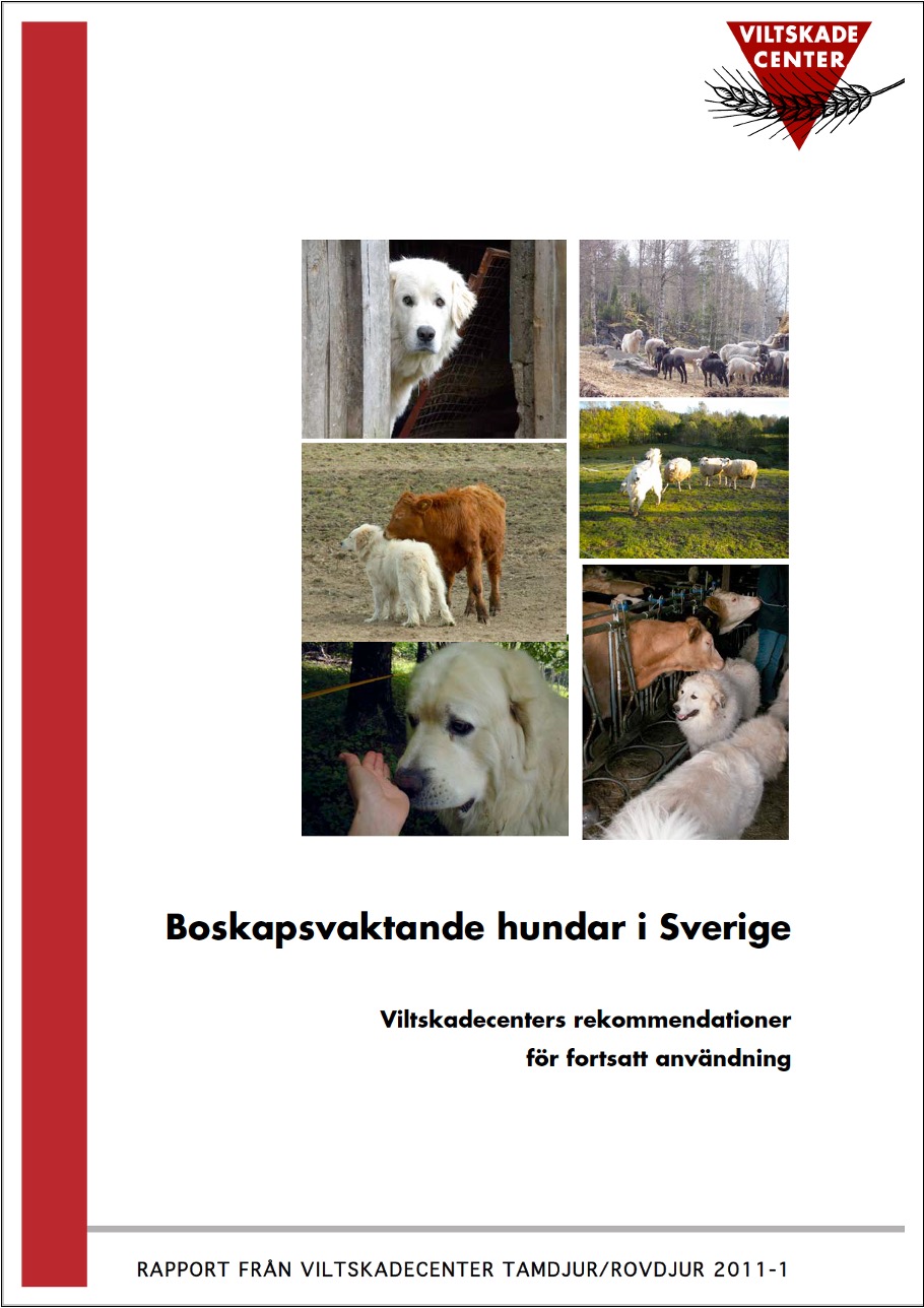 Boskapsvaktande -hundar-i-Sverge-rapport-2011