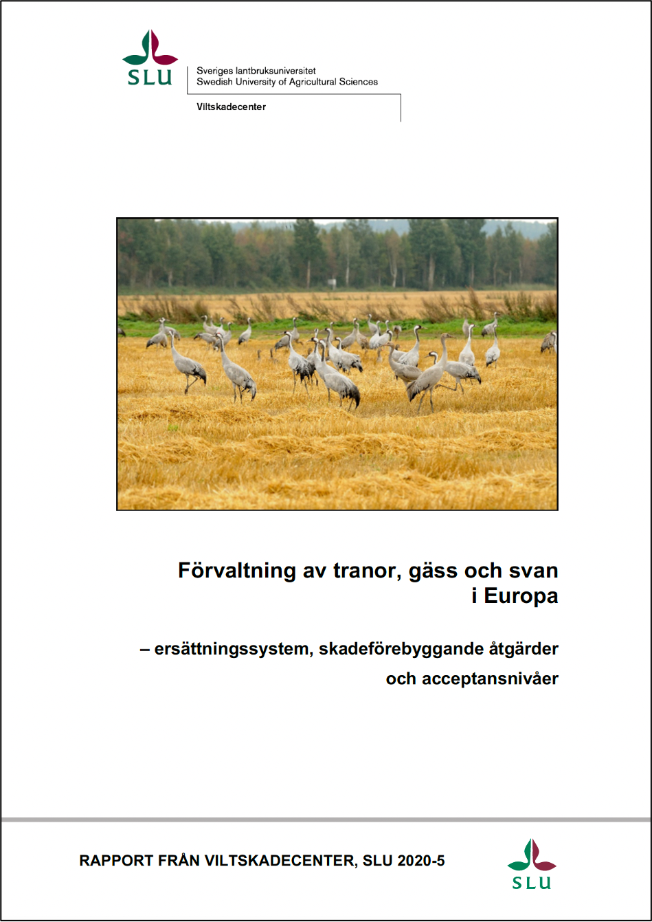 Rapportframsida Förvaltning av tranor, gäss och svan i Europa