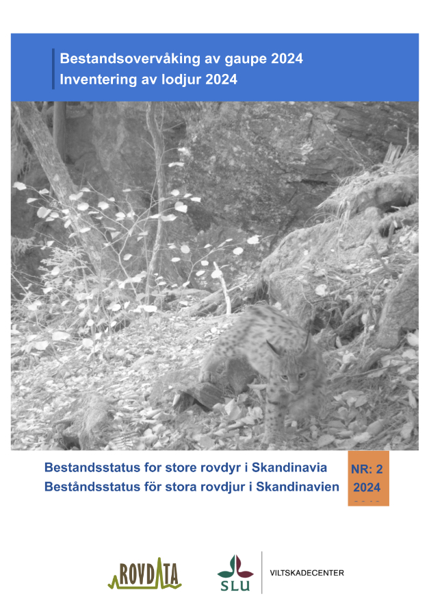 Inventeringsrapport lodjur 2024, framsida
