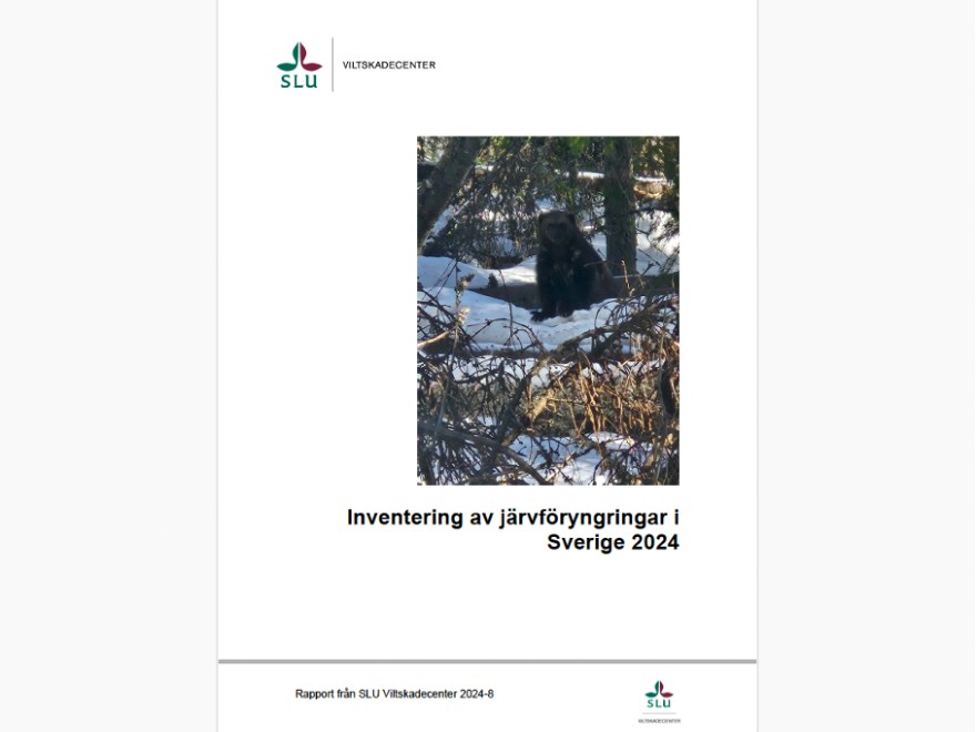 Rapportframsida Inventering-av-jarvforyngringar-i-Sverige-2024