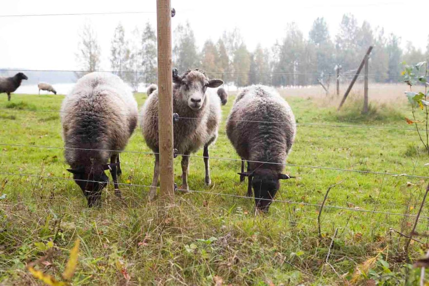 Får bakom fem eltrådar