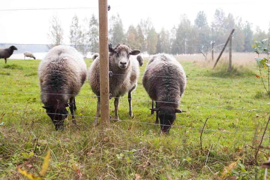 Får bakom fem eltrådar