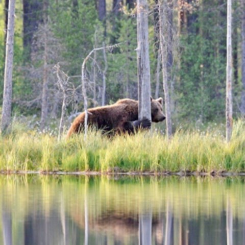 Björn vid skogsstjärn