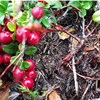 Lingonberries