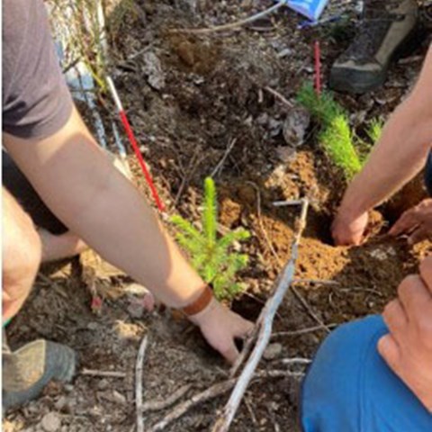 Forest regeneration