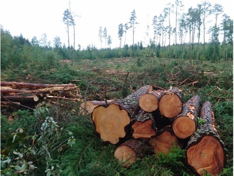 Forest operations and biomaterials