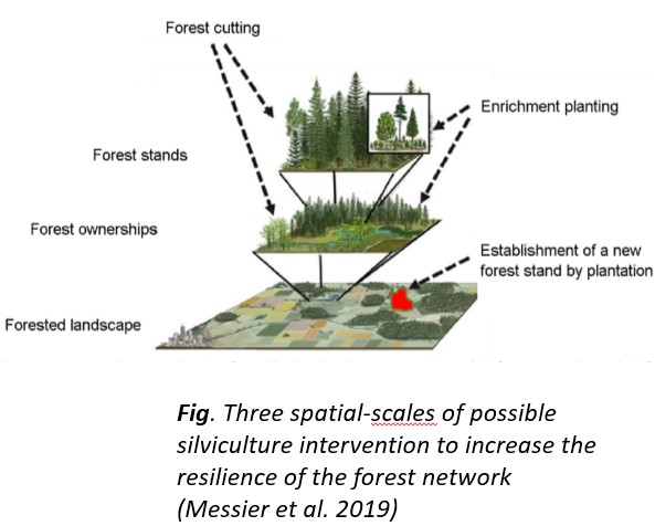 Map forest network