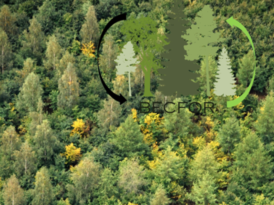 Skadad skog