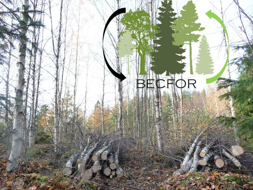 Skog