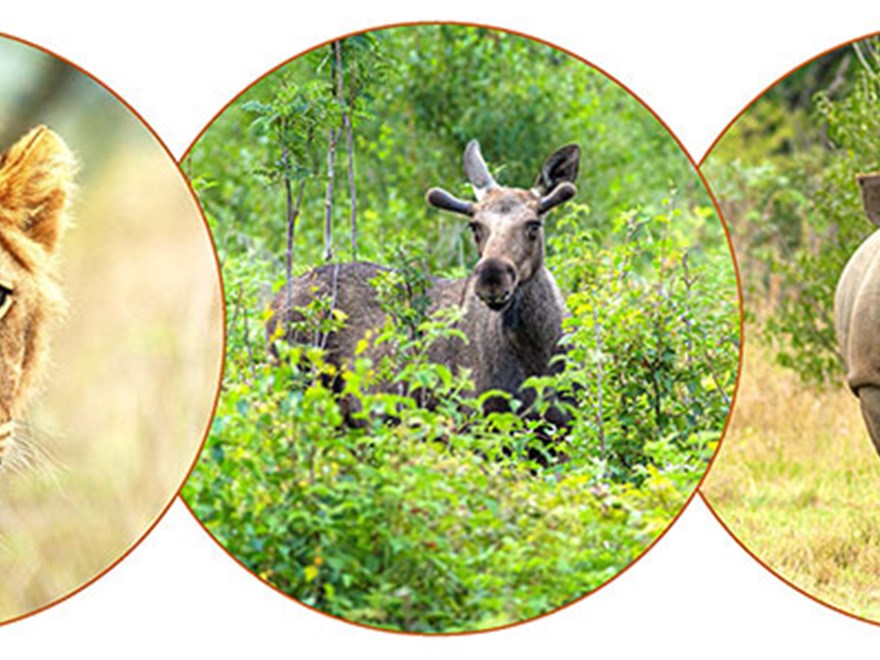 Lion, moose and rhino.
