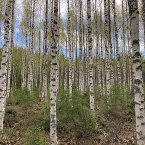 Birch Vindel