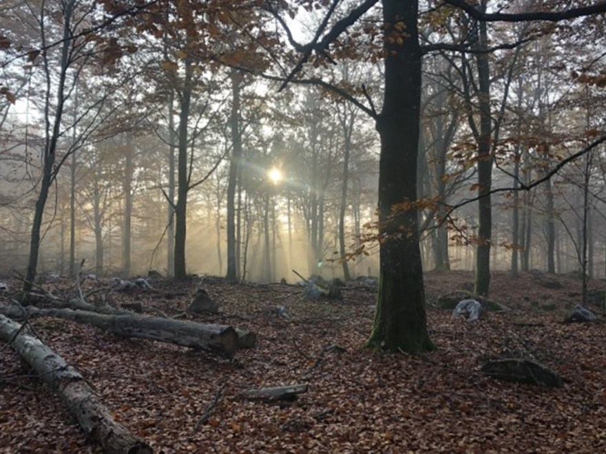 Navigating the forest landscape  PhD conference