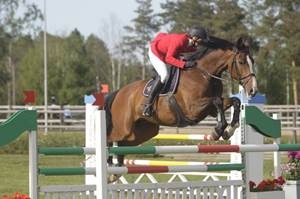 A horse with rider jumps over an obstacle. Photo.