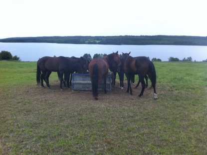 Young horses around a feeding rack. Photo.