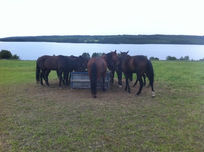 Unghästar samlade runt en foderhäck. Foto.