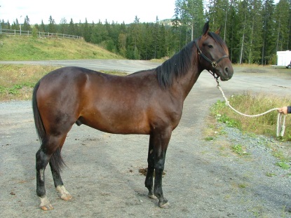 Hästen Lasken 1 år. Foto.