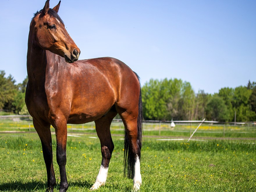 brown-swb-horse-in-field