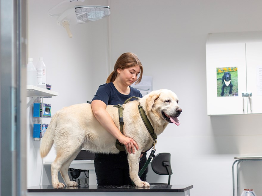 doktorand-och-veterinär-felicia-palm-vid-slu