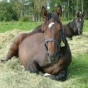 Liggande häst i gräset. Foto.