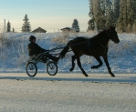En travhäst med kusk, vinterbild. Foto.