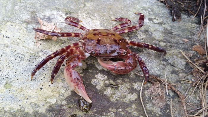 Asian shore crab. Photo.