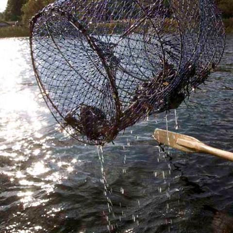 Crayfish trap. Photo.