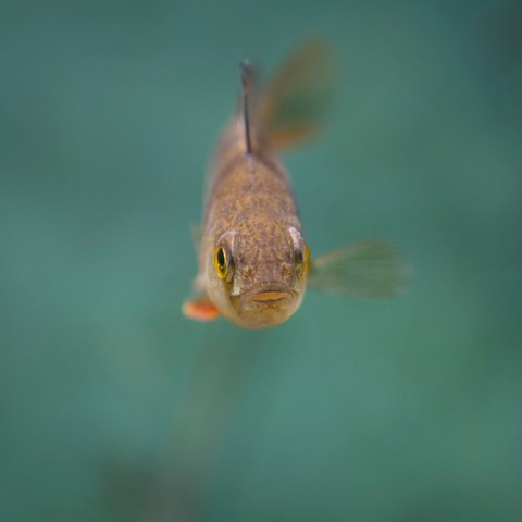 Abborre (Perca fluviatilis) i akvarium på Baltic Sea Science Center (BSSC), Skansen. Foto: Mark Harris för SLU.
